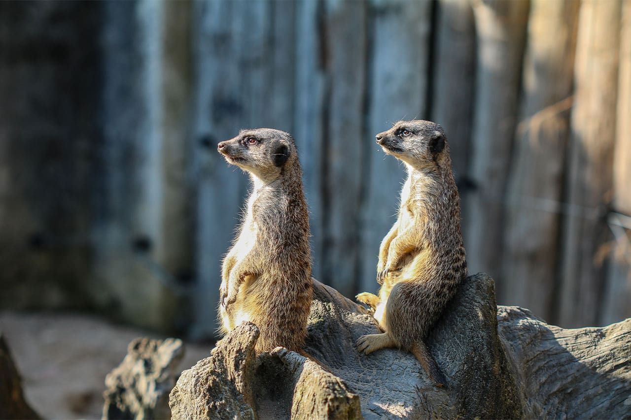 Zoo de La Bourbansais