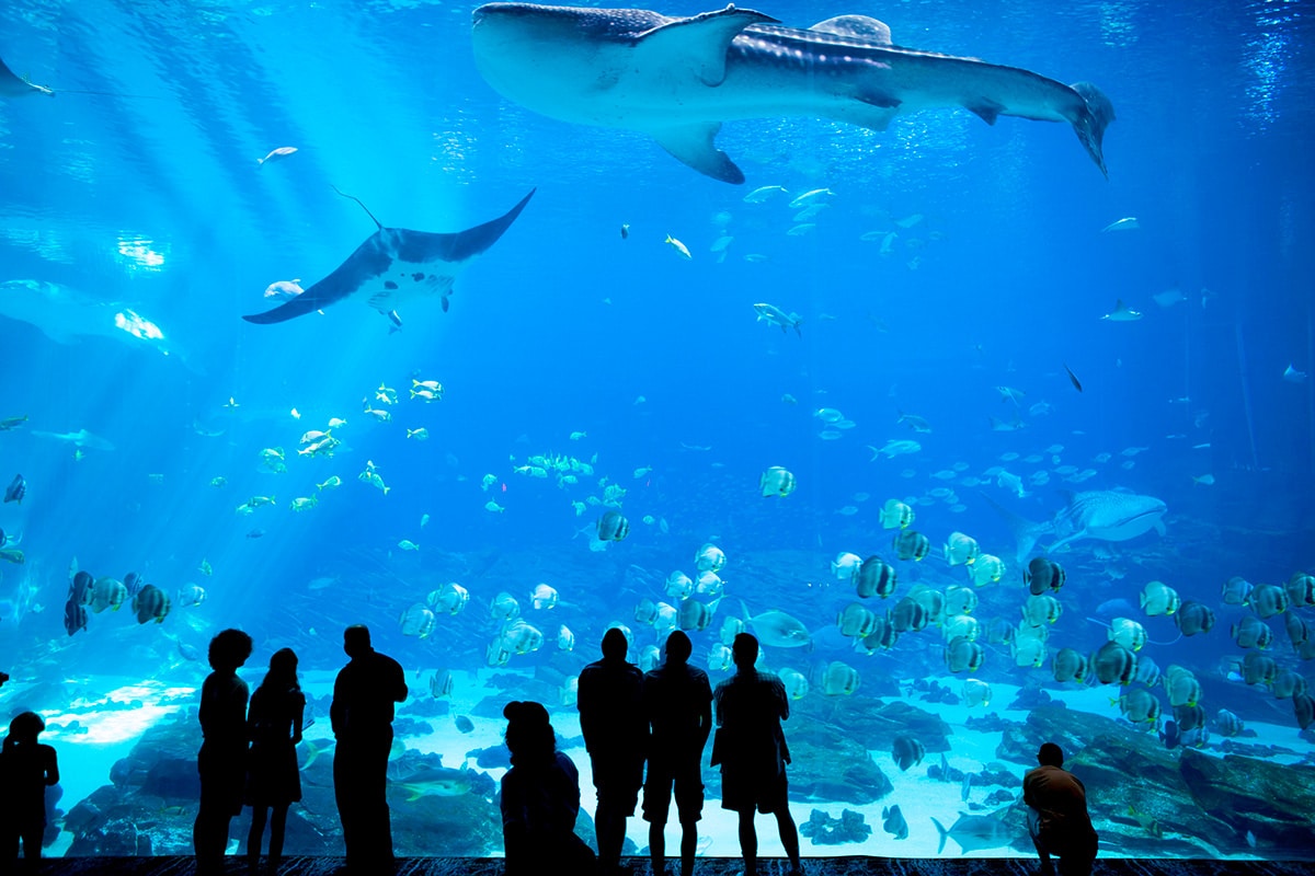 aquarium ville huchet