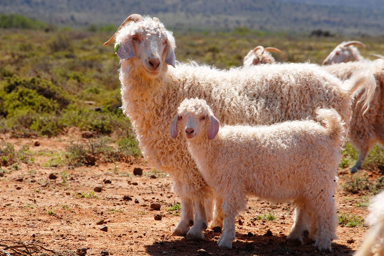 chevres angoras