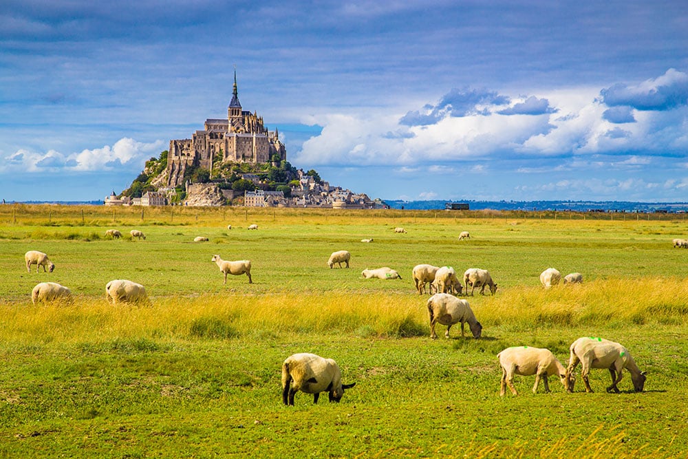moutons mont saint michel