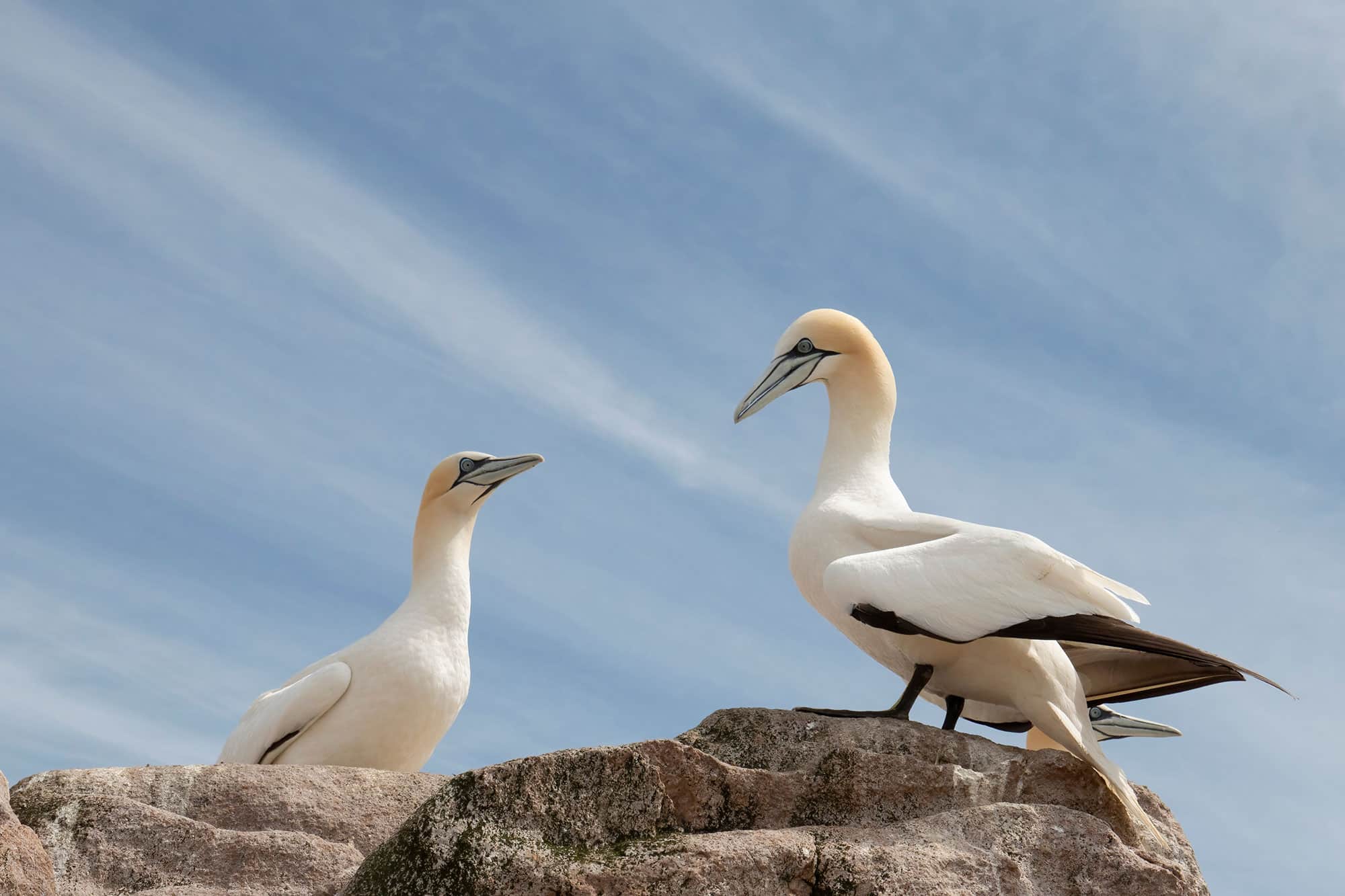 oiseaux marins saint malo